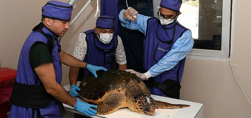 yarali-caretta-caretta-koruma-altinda.jpg