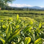 lipton-dogu-karadenizde-cay-hasadina-basladi.jpg