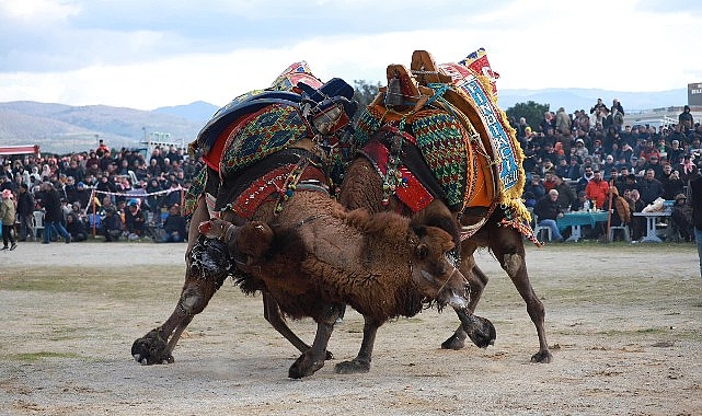 burhaniyeliler-deve-guresi-heyecanini-doyasiya-yasadi.jpg