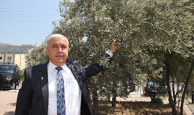 sofralik-zeytin-ihracati-doviz-bazinda-yuzde-52-artti.jpg