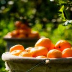 Ege Bölgesi Narenciye Rekoltesinde Sert Düşüş: Üretim Yüzde 34 Azaldı